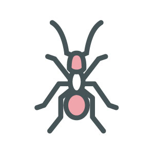 ASW-Pest-Control-Specialists_Trowbridge_Ants