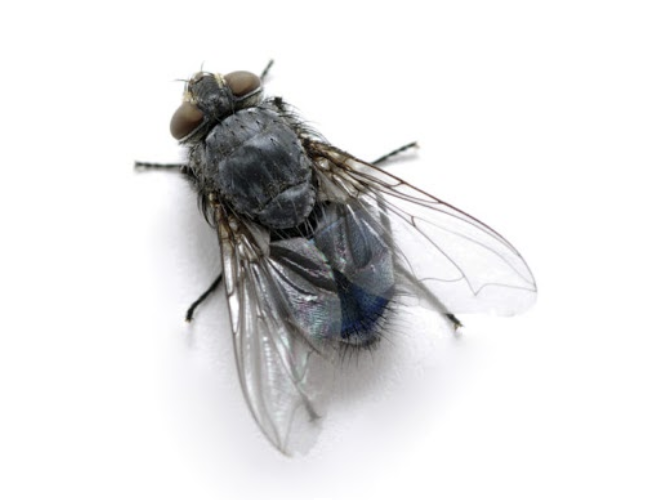 ASW-Pest-Control-Specialists_Trowbridge_Fly prevention cluster flies
