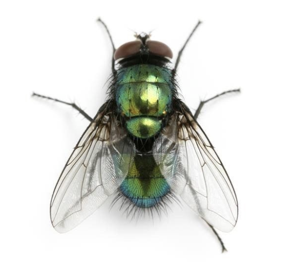 ASW-Pest-Control-Specialists_Trowbridge_Fly prevention greenbottle