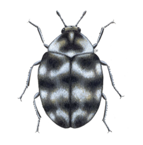 Carpet Beetle