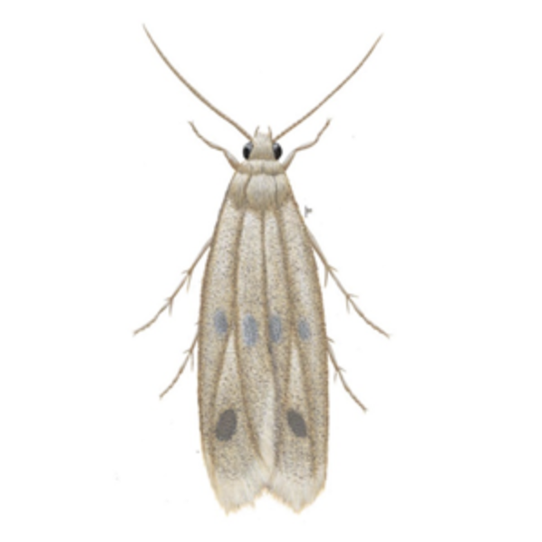 Case Bearing Clothes Moth