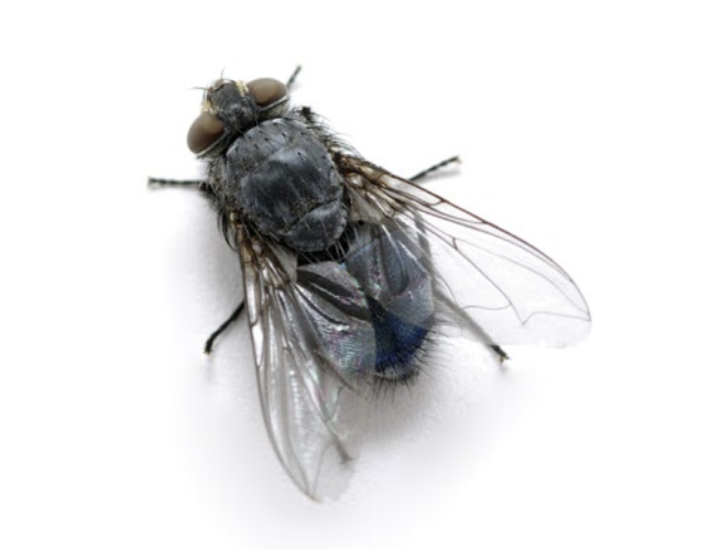 Common House Flies