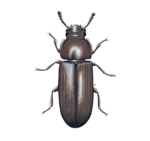 Confused Flour Beetle