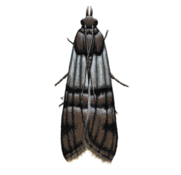 Indian Meal Moth