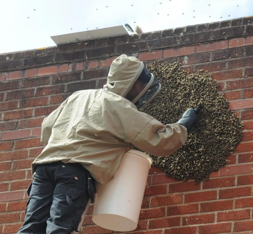 Honey Bee Removal