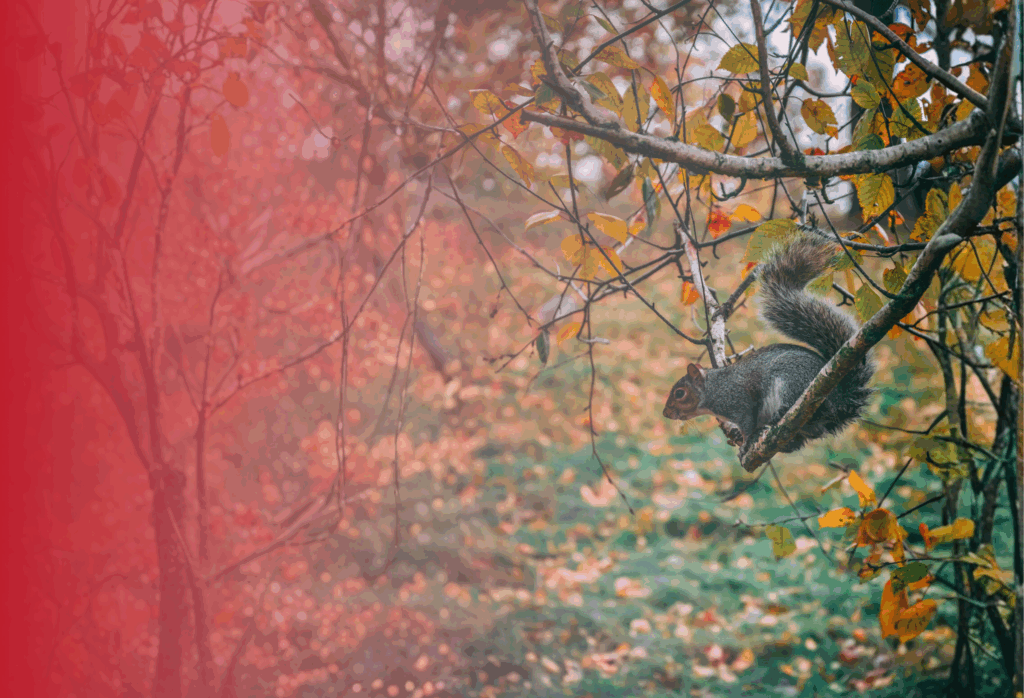 ASW Pest Control Squirrels