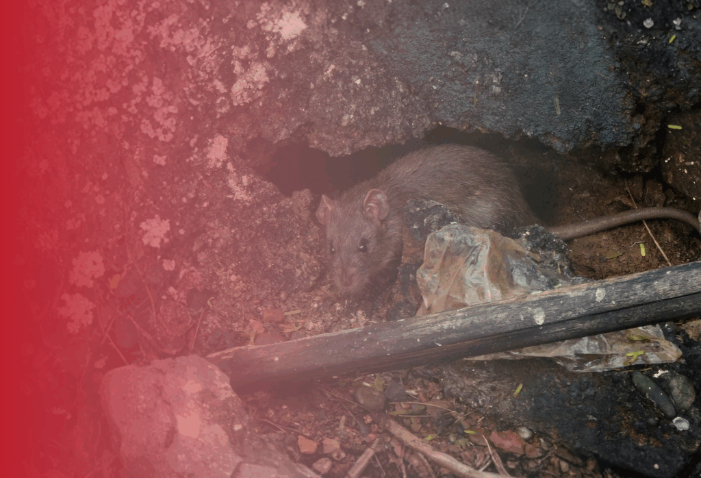 ASW Pest Control for Rats