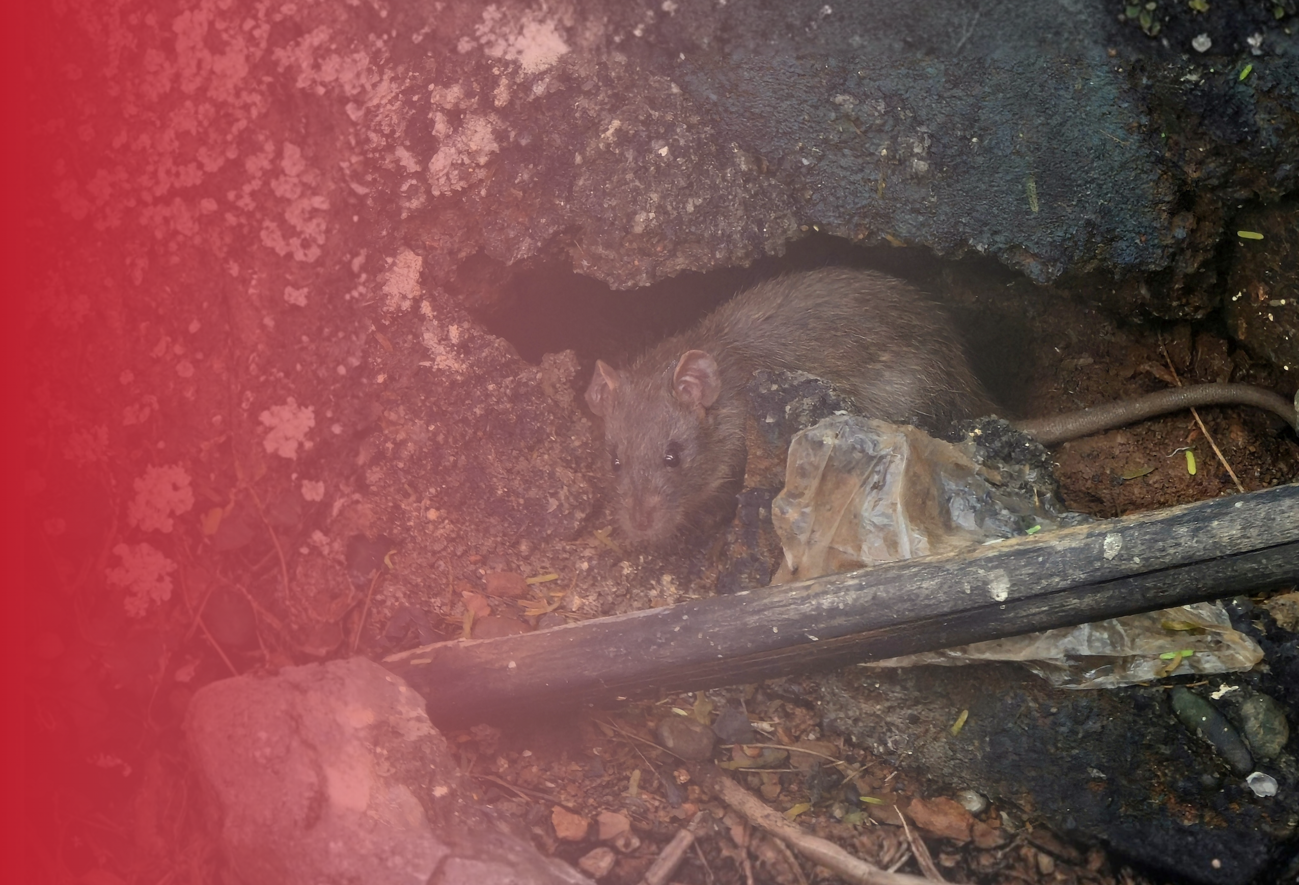 ASW Pest Control for Rats