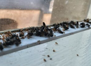 Flies on a windowsill