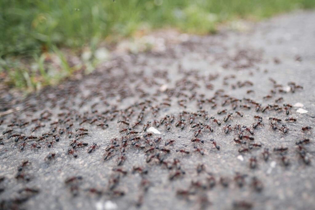 Black Garden Ant, ASW Pest Control