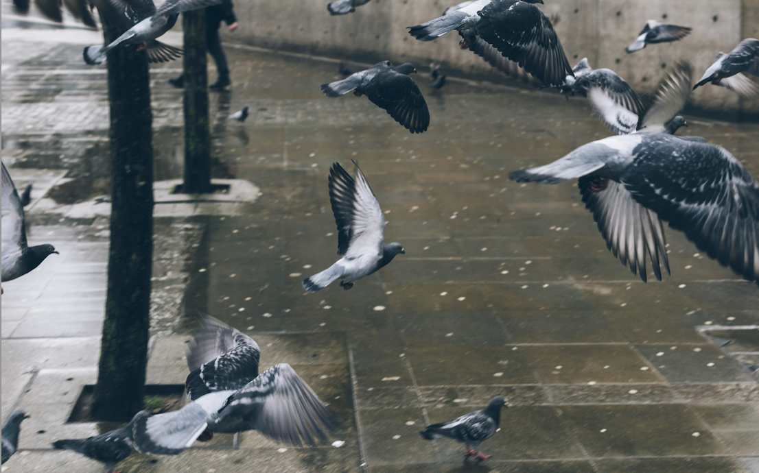 Birds Nesting on Rooftops and Heritage Buildings