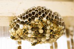 wasp nest, wasps, honeycomb, nest, insects, wasp housing, honeycomb structure, bees, wasp nest, wasp nest, wasp nest, wasp nest, wasp nest, wasps, wasps, honeycomb