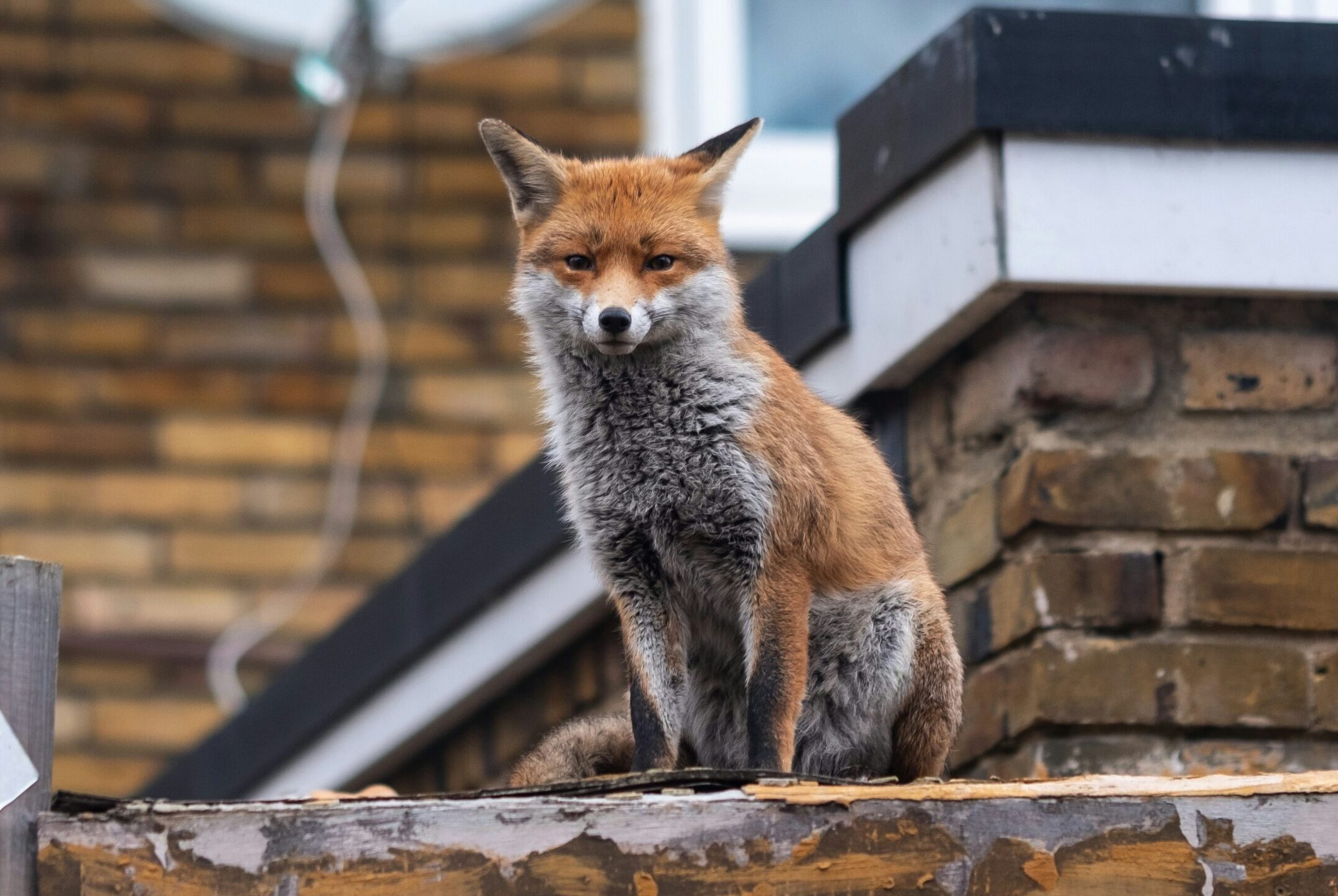 Foxes and Urban Wildlife