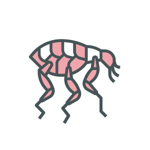 Pest Control Image